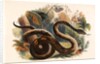 The Boa Constrictor by Josiah Wood Whymper