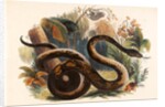 The Boa Constrictor by Josiah Wood Whymper