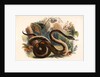 The Boa Constrictor by Josiah Wood Whymper
