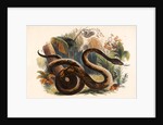 The Boa Constrictor by Josiah Wood Whymper