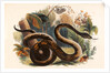 The Boa Constrictor by Josiah Wood Whymper