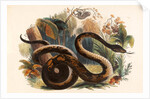 The Boa Constrictor by Josiah Wood Whymper