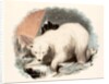 The White Bear by Josiah Wood Whymper