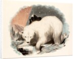 The White Bear by Josiah Wood Whymper