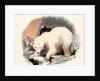 The White Bear by Josiah Wood Whymper