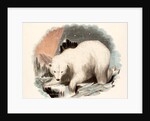 The White Bear by Josiah Wood Whymper