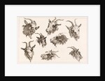 Goat from different angles by Unknown