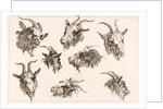 Goat from different angles by Unknown