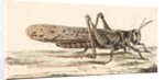 A Locust by Unknown