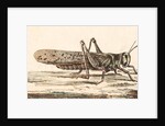 A Locust by Unknown
