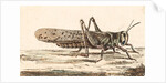 A Locust by Unknown