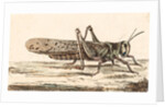 A Locust by Unknown