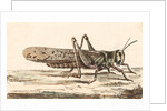 A Locust by Unknown
