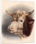 Print depicting a bull by Unknown