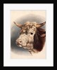 Print depicting a bull by Unknown