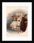 Print depicting a bull by Unknown