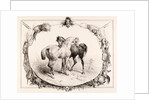 Chevaux au Pâturage by Unknown