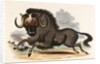 The Gnu by Josiah Wood Whymper