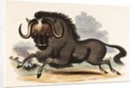 The Gnu by Josiah Wood Whymper