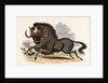 The Gnu by Josiah Wood Whymper