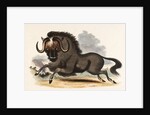 The Gnu by Josiah Wood Whymper