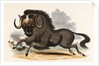 The Gnu by Josiah Wood Whymper
