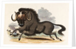 The Gnu by Josiah Wood Whymper