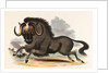 The Gnu by Josiah Wood Whymper