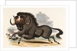 The Gnu by Josiah Wood Whymper