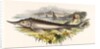 The Sturgeon by Josiah Wood Whymper