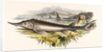 The Sturgeon by Josiah Wood Whymper