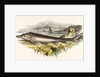 The Sturgeon by Josiah Wood Whymper