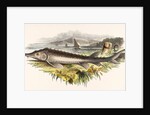 The Sturgeon by Josiah Wood Whymper