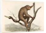 Singe by Unknown