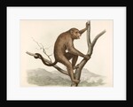 Singe by Unknown