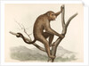 Singe by Unknown