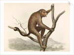 Singe by Unknown