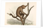 Singe by Unknown