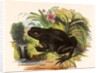 The Toad by Josiah Wood Whymper