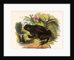The Toad by Josiah Wood Whymper