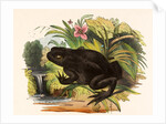 The Toad by Josiah Wood Whymper