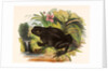 The Toad by Josiah Wood Whymper