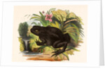 The Toad by Josiah Wood Whymper