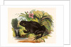 The Toad by Josiah Wood Whymper