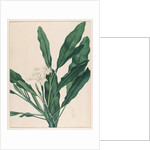 Still life study of flowers by Johann Knapp