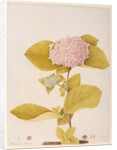Hydrangea hortensia by A. Power