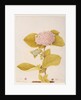 Hydrangea hortensia by A. Power