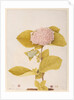 Hydrangea hortensia by A. Power