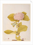 Hydrangea hortensia by A. Power