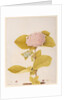 Hydrangea hortensia by A. Power
